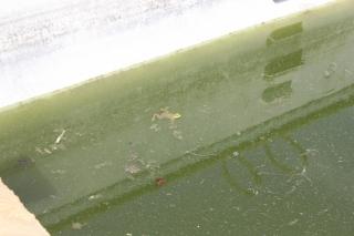 frog in pool